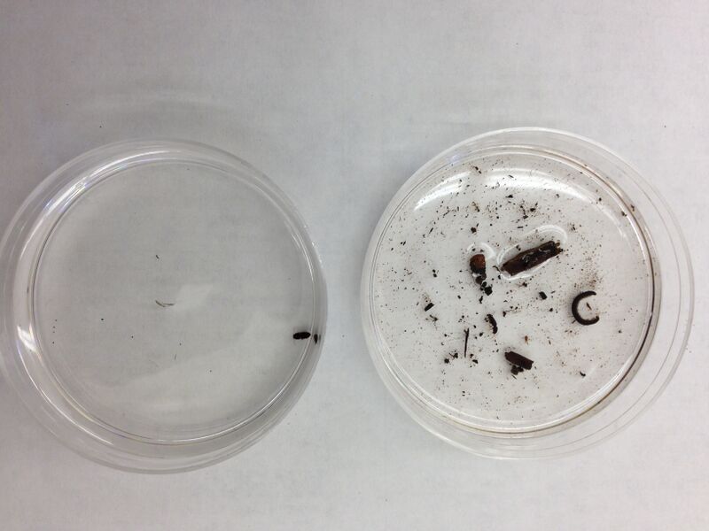 File:Invertebrates krb.jpeg