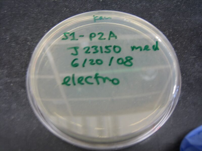 File:SHEWIE Plate 3.JPG