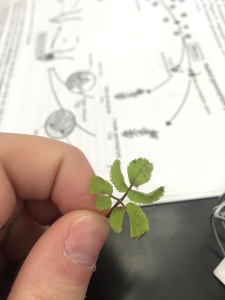 File:White Clover.jpg