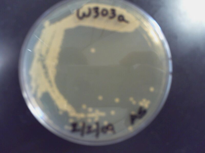 File:Yeast colony w303 AS.JPG