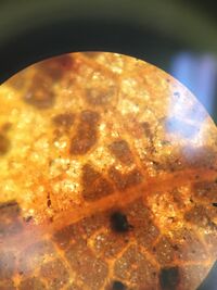 Dead Leaf under microscope