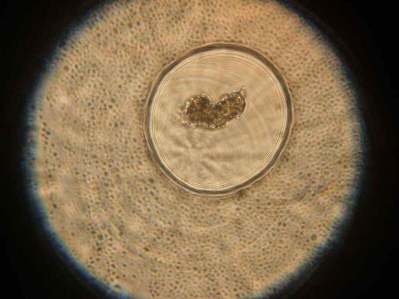 File:IC07 image141.jpg