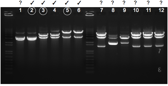 File:KAH 112609 gel1.tif