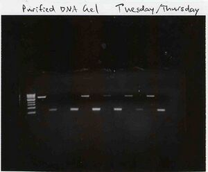 Gel with purified samples, T/R section