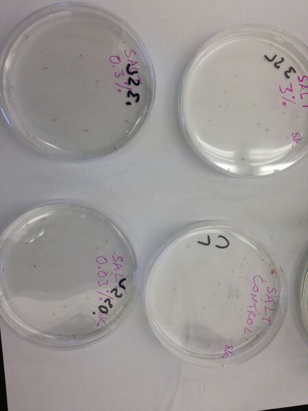 File:Zebrafish KB.JPG