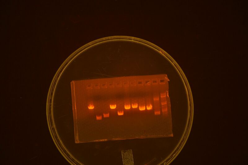 File:Analytical gel.jpg