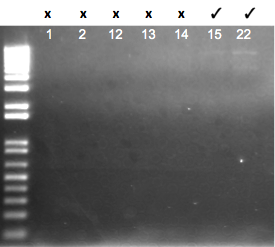 File:KAH 053011 gel2.tif