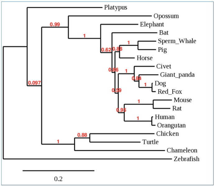 File:PhylotreeKV.png