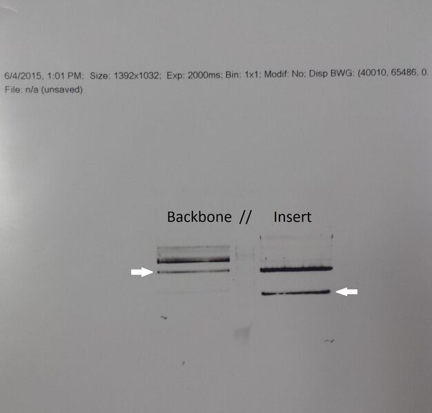 File:(4.6.2015 gel 4).jpg