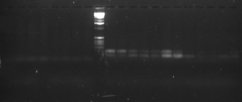 File:20110311 Bottom.jpg