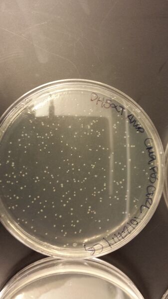 File:20141028 090123.jpg