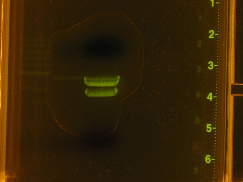File:Capture 00011.JPG