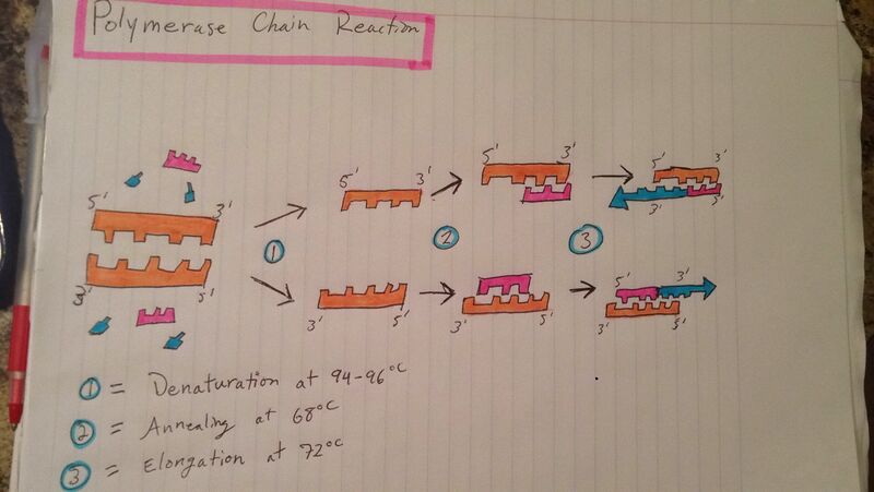 Polymerase Chain Reaction