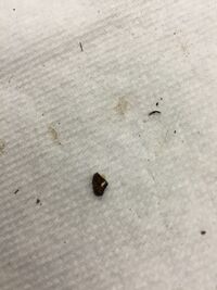 Inside of black seed