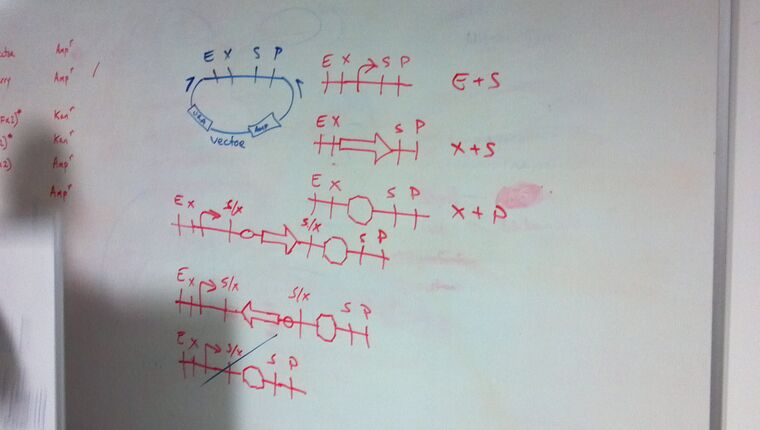 Assembly strategy (pre-cut)