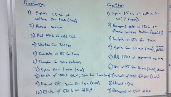 QuickLyse and One-Step miniprep protocols