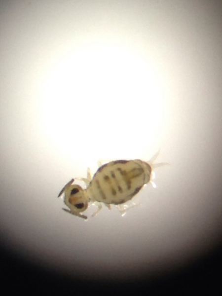 File:Springtail.png