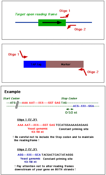 File:Tagging.gif