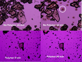 Thumbnail for version as of 19:37, 13 February 2010