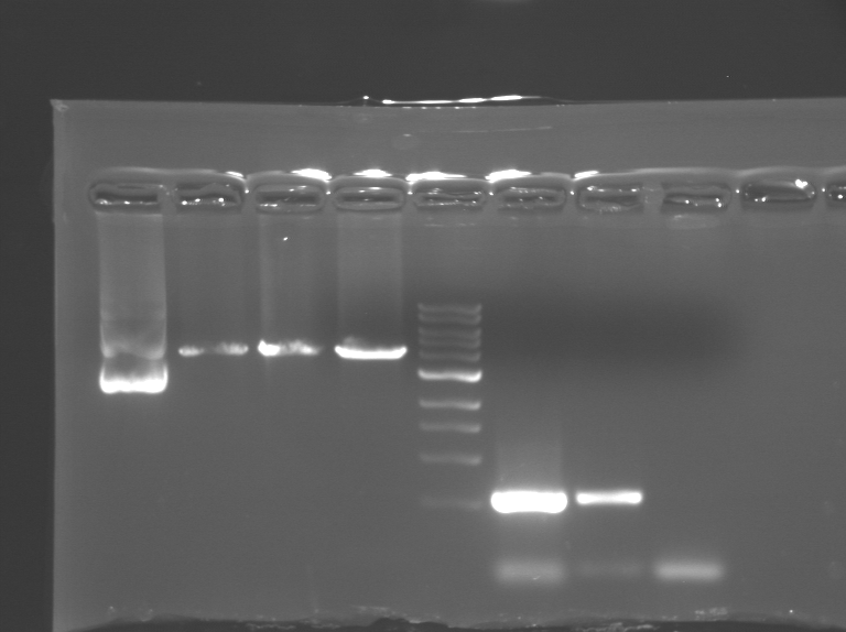 File:OrangeTRgel bkbinsert.BMP