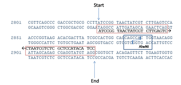 Total length of fragment is 99bp