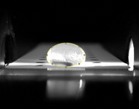 Image of positive control