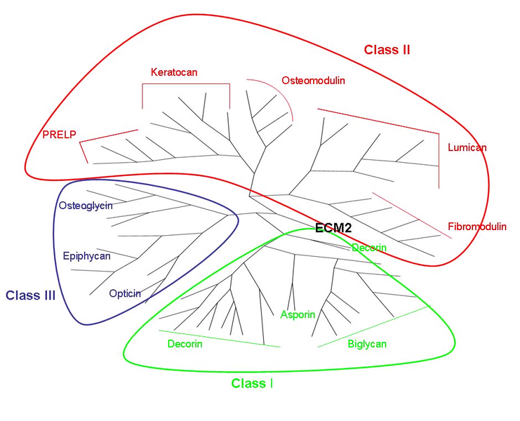 File:Unrooted tree.bng