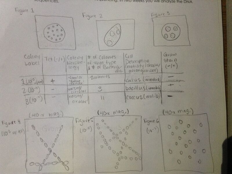 File:Bacteria Results 001.jpg