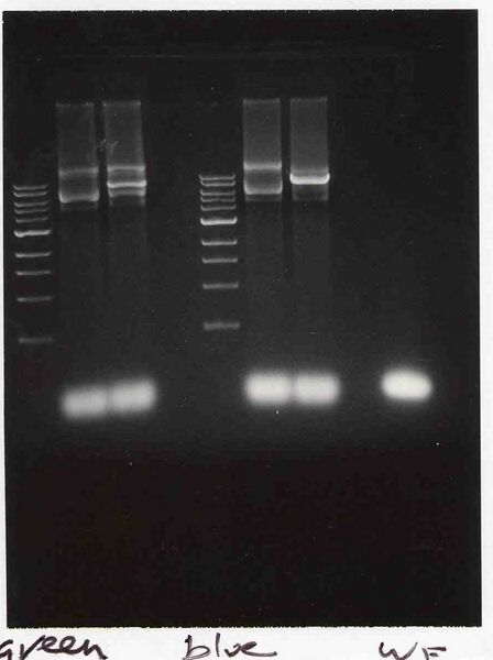 File:Macintosh HD-Users-nkuldell-Desktop-WFbkbs greenblue.jpg