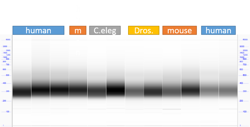 File:NeoRNA libraries.png