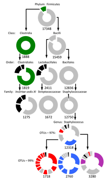 File:Skin Firmicutes.png