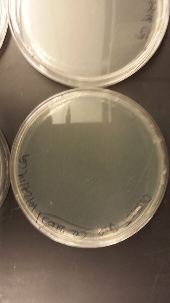 File:20141028 090115.jpg