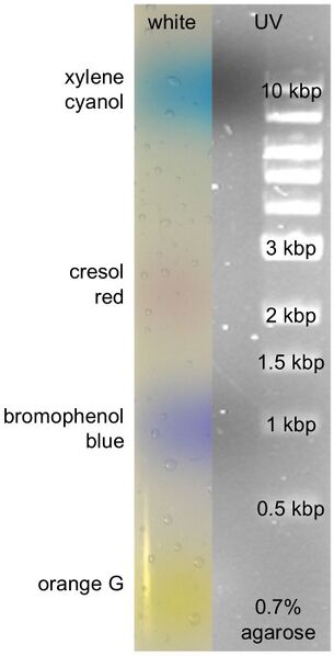 File:Agarose gel dyes.jpg