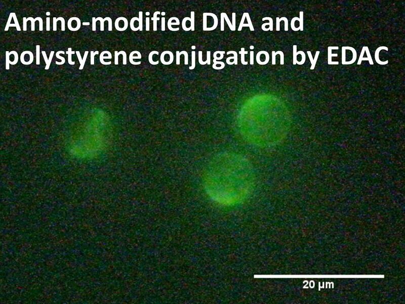 File:EDAC conjugation.jpg