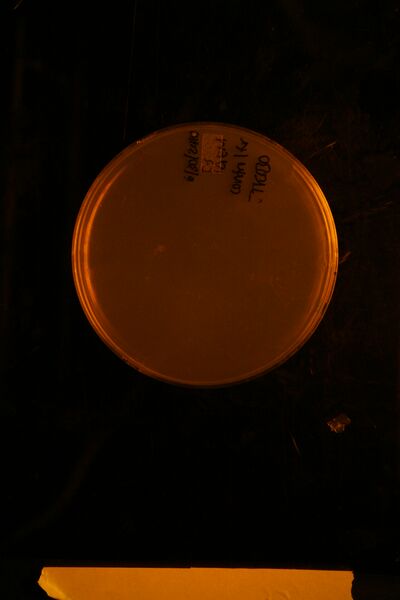 File:IMG 5128.JPG