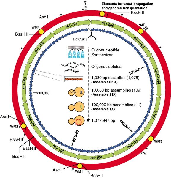File:Mycoplasmagenomeconstruction.jpg