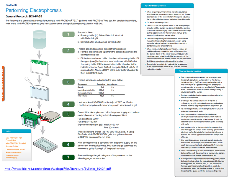 File:SDS-PAGE sample prep and loading.jpg