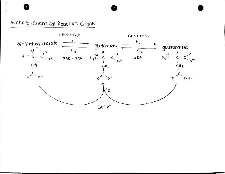 File:Yeast Chemical Reactions.jpg