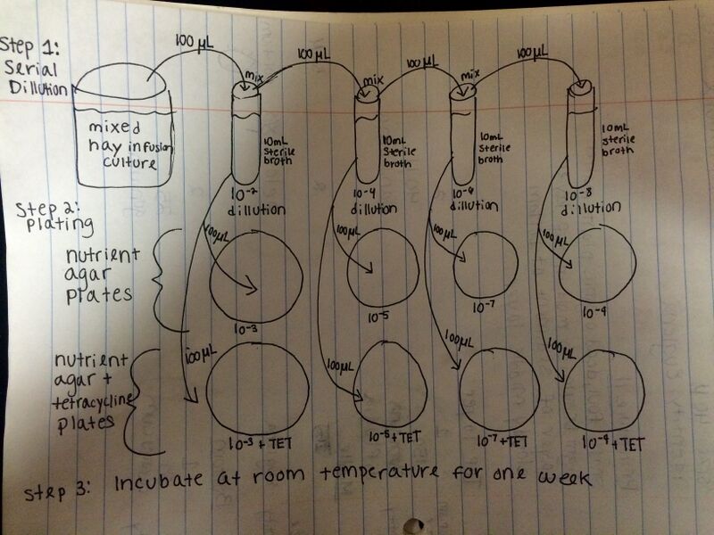 File:1-21 dillution.jpg