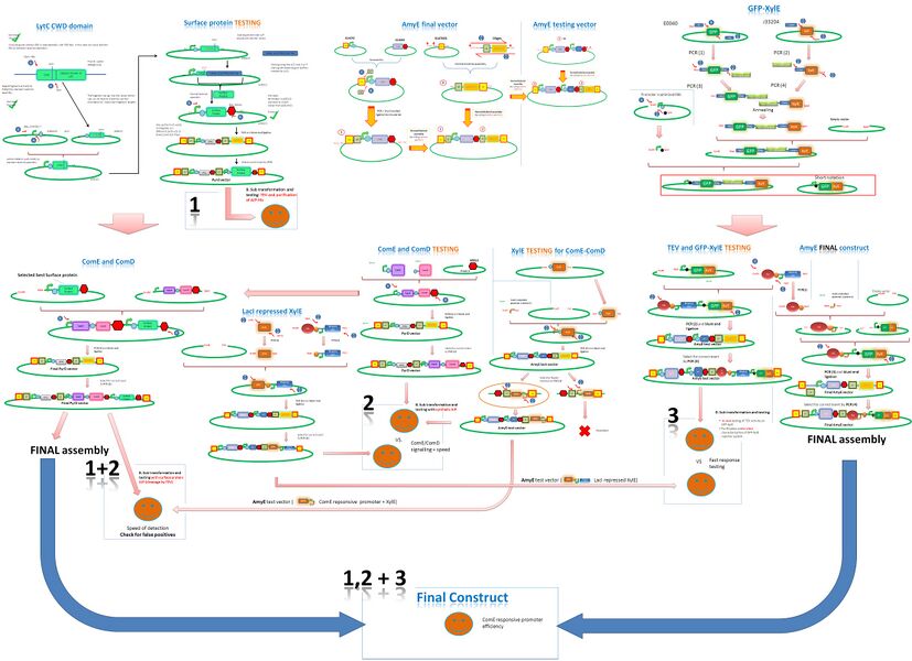 Assembly strategy version 1.1