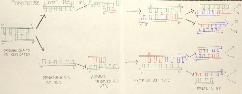 File:BME100 Group3 PCR Picture.jpg