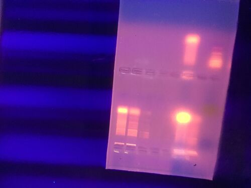 PCR amplification results