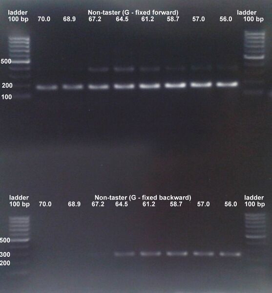 File:GradientPCRnontaster 19.09.jpg