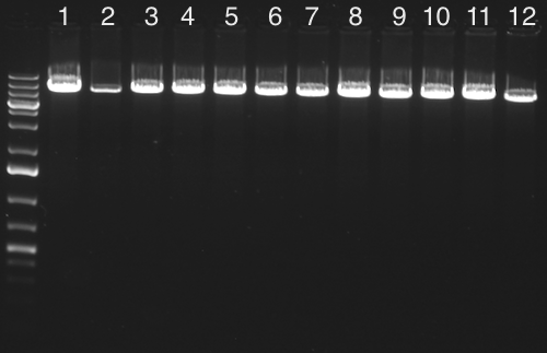 File:KAH042115 gel1.jpg