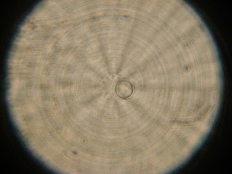 File:IC07 image148.jpg