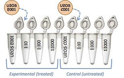 cDNA labeling scheme