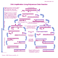 OpenPCR Process