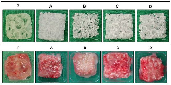 Porous Scaffolds Before and After