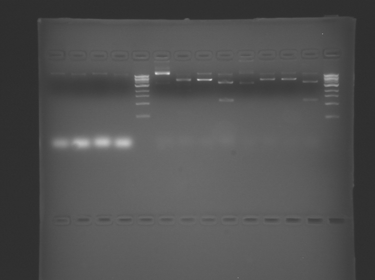 File:Purple TR Restriction.BMP