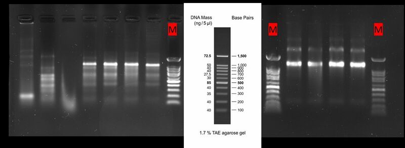 File:RNA bands.jpeg
